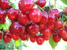 ������� ���������-430�