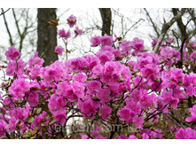 ����������� �����������.jpg