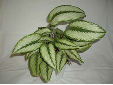 ������� �������� Calathea 'Goldstar' 350- 500 ���.