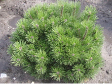 ����� ������ ���. �����.jpg