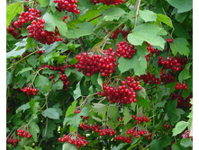 ������ ������������ «������� ������».jpg