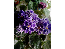 ������ ������� (�����)