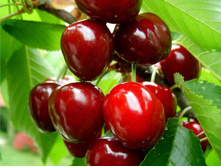 ������� ������-430�