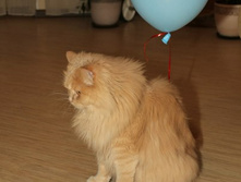 T3DVRb7D75U.jpg