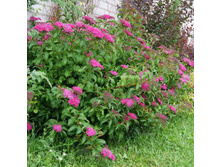 ������ �������� ������.jpg