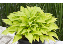 ����� ;����� ���� 110