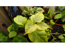 ���� Dauphin�