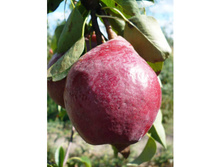 ����� ������-400�