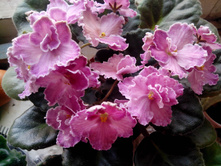 IMG 20150921 134743.jpg