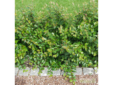 ��������� ���������1.jpg