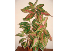 Aglaonema Butterfly