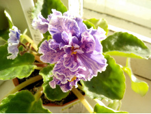 IMG 20151022 085431.jpg