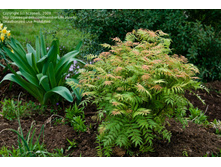 �������� ������������� «���».jpg