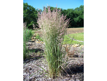 ������ �������*