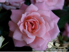 ���� ����� ��������� ���� ������ � �������  180�