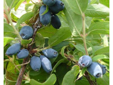 ��������� ��������� «����� �����».jpg