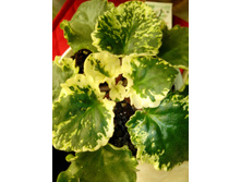 IMG 20151227 220331.jpg