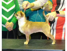 ���� ��������