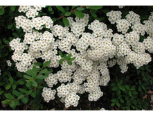 ������ ����������.jpg