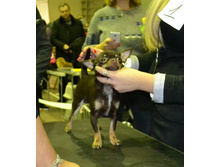 ���� ��������