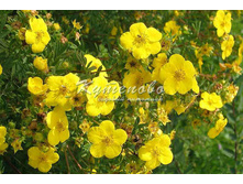 �������� ������������� ��� ������ 158�