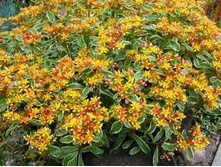 ������ ���������� ���������������.110�