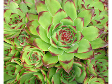 �������� �������� ���� 0,01� ������ 9,09 ���.[���.��000006860]