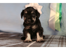 ��� ����� �-�3.JPG