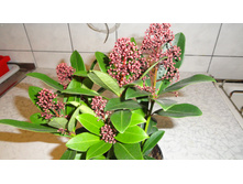 ������� �������� (Skimmia japonica) - ��  350  ���.