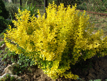 �������� �������� «�����».jpg