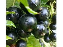 ��������� ������ «������».jpg