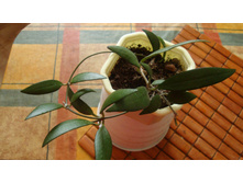 ���� australis rubicola