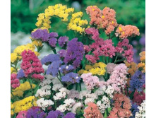 ������� ������ � ������. ����� 10,90 ���.[���.3000354]