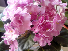 IMG 20151007 100357.jpg