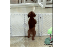 ���� ��������.gif