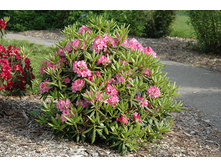 ����������� ����� 220�