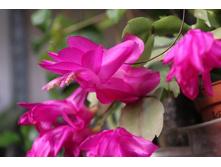 ������ ������ - ��������� - ������ �������� .....