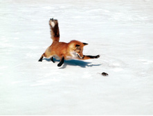 Fox in nature-1024x768.jpg