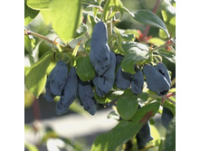 ��������� ��������� «������� �������».jpg