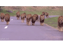  ������ (���� �� ��������)