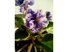 IMG 20151022 085359.jpg