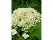 ����.���� ���