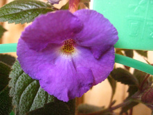 ���������� ������-50 �.