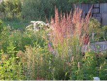 ������ ���� �������*