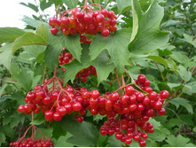 ������ ������������ «�����������».jpg