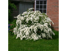 ������ ��������.jpg