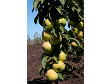 ������ ��������� (�������)-240�