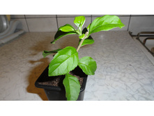 ������� ������� - 150 ���.