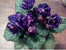 ��������� ����