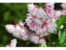 ������ �������� «�����».jpg